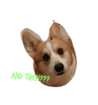 Marlboro the corgi2（個別スタンプ：7）