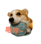 Marlboro the corgi2（個別スタンプ：8）