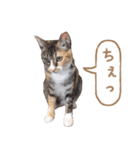 猫ねこネコ写真すたんぷ（個別スタンプ：8）