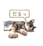 猫ねこネコ写真すたんぷ（個別スタンプ：29）