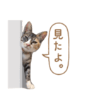 猫ねこネコ写真すたんぷ（個別スタンプ：31）