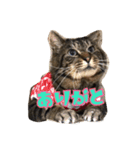 とらえもんらいふ（個別スタンプ：1）