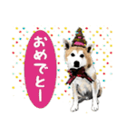 和犬のラオちん with リコ（個別スタンプ：5）