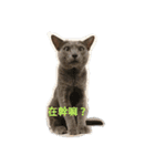 hee cat 1（個別スタンプ：1）