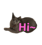 hee cat 1（個別スタンプ：2）