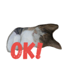 hee cat 1（個別スタンプ：4）
