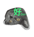 hee cat 1（個別スタンプ：6）