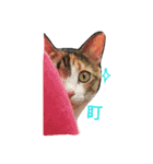 hee cat 1（個別スタンプ：7）