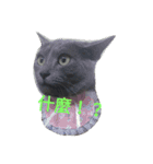 hee cat 1（個別スタンプ：9）