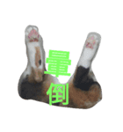 hee cat 1（個別スタンプ：10）