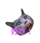 hee cat 1（個別スタンプ：11）