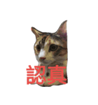 hee cat 1（個別スタンプ：12）