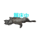hee cat 1（個別スタンプ：13）