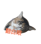 hee cat 1（個別スタンプ：14）