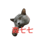hee cat 1（個別スタンプ：15）
