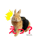 まるっと ウサギの まる。happy（個別スタンプ：2）