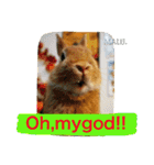 まるっと ウサギの まる。happy（個別スタンプ：10）