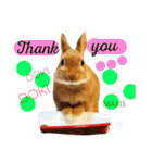 まるっと ウサギの まる。happy（個別スタンプ：12）