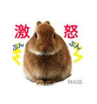 まるっと ウサギの まる。happy（個別スタンプ：14）