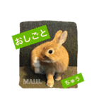 まるっと ウサギの まる。happy（個別スタンプ：15）