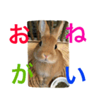 まるっと ウサギの まる。happy（個別スタンプ：16）