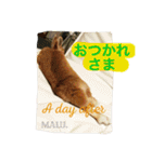 まるっと ウサギの まる。happy（個別スタンプ：17）
