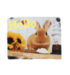 まるっと ウサギの まる。happy（個別スタンプ：18）