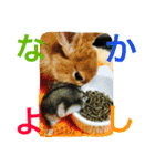 まるっと ウサギの まる。happy（個別スタンプ：21）
