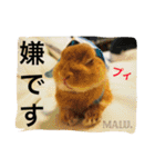 まるっと ウサギの まる。happy（個別スタンプ：23）