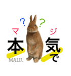 まるっと ウサギの まる。happy（個別スタンプ：24）