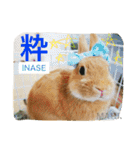 まるっと ウサギの まる。happy（個別スタンプ：25）