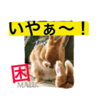 まるっと ウサギの まる。happy（個別スタンプ：29）