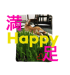 まるっと ウサギの まる。happy（個別スタンプ：32）