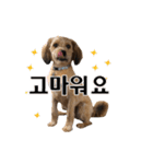 ポメプー くるんちゃんの百面相～韓国語～（個別スタンプ：3）