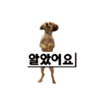 ポメプー くるんちゃんの百面相～韓国語～（個別スタンプ：5）