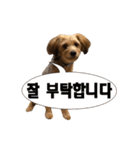 ポメプー くるんちゃんの百面相～韓国語～（個別スタンプ：6）
