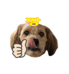 ポメプー くるんちゃんの百面相～韓国語～（個別スタンプ：8）