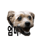 ポメプー くるんちゃんの百面相～韓国語～（個別スタンプ：10）