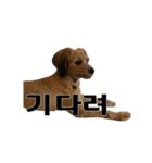 ポメプー くるんちゃんの百面相～韓国語～（個別スタンプ：12）