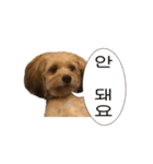 ポメプー くるんちゃんの百面相～韓国語～（個別スタンプ：13）