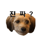 ポメプー くるんちゃんの百面相～韓国語～（個別スタンプ：14）