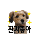 ポメプー くるんちゃんの百面相～韓国語～（個別スタンプ：17）