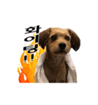ポメプー くるんちゃんの百面相～韓国語～（個別スタンプ：18）