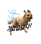 ポメプー くるんちゃんの百面相～韓国語～（個別スタンプ：21）