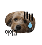 ポメプー くるんちゃんの百面相～韓国語～（個別スタンプ：23）