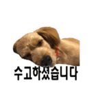 ポメプー くるんちゃんの百面相～韓国語～（個別スタンプ：24）