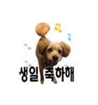 ポメプー くるんちゃんの百面相～韓国語～（個別スタンプ：25）