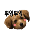 ポメプー くるんちゃんの百面相～韓国語～（個別スタンプ：29）
