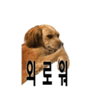 ポメプー くるんちゃんの百面相～韓国語～（個別スタンプ：30）