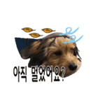 ポメプー くるんちゃんの百面相～韓国語～（個別スタンプ：31）